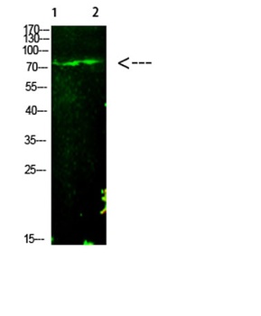 E2F-1 (Acetyl-K125) rabbit pAb Antibody