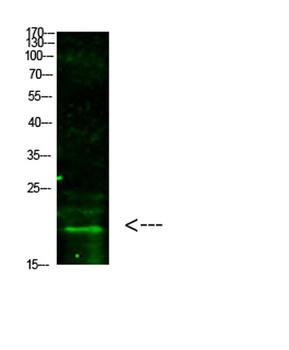 Histone H3 (Tri-Methyl-K5) rabbit pAb Antibody