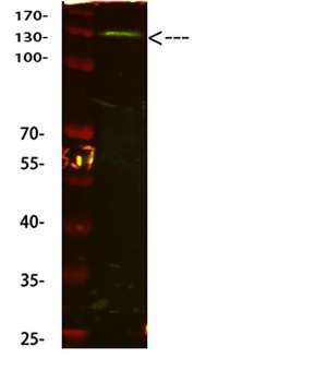 CD31 rabbit pAb Antibody