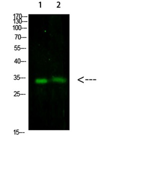TNFAIP8L3 rabbit pAb Antibody