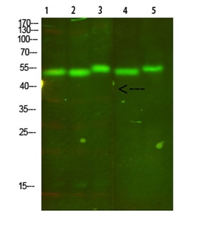 Cytochrome b rabbit pAb Antibody