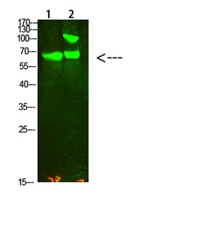 COL13A1 rabbit pAb Antibody