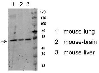 Akt (Phospho-Ser129) Rabbit pAb Antibody