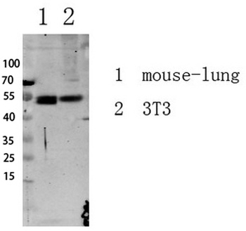 Smad3 (Phospho-Ser213) Rabbit pAb Antibody