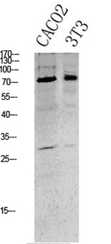 Tau (Phospho-Ser396) Rabbit pAb Antibody