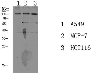 Na+/K+-ATPase α1 (Phospho-Tyr260) rabbit pAb Antibody
