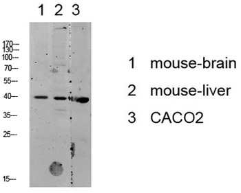 p38 MAPK rabbit pAb Antibody