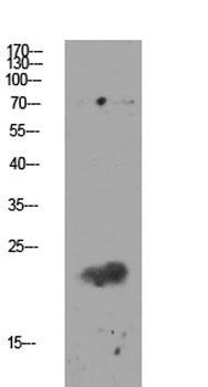 Claudin 11 Rabbit pAb Antibody