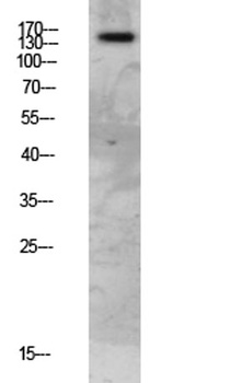 FAP-1 rabbit pAb Antibody