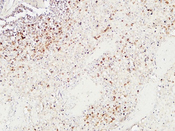Granzyme B rabbit pAb Antibody