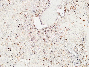 Granzyme B rabbit pAb Antibody