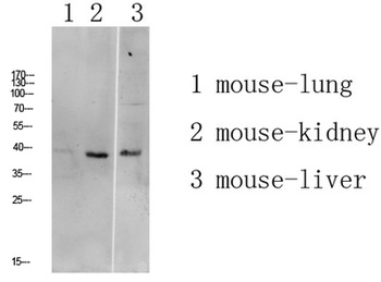 ATG4A rabbit pAb Antibody