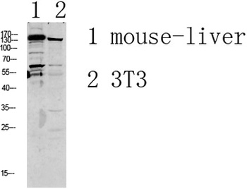 GRIN2D rabbit pAb Antibody