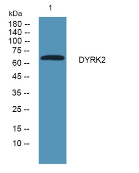 DYRK2 rabbit pAb Antibody