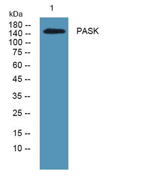 PASK rabbit pAb Antibody