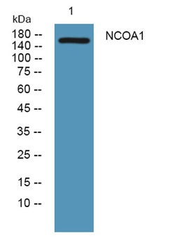 NCOA1 rabbit pAb Antibody