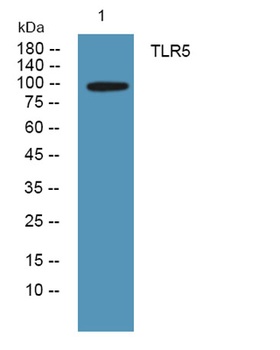 TLR5 rabbit pAb Antibody