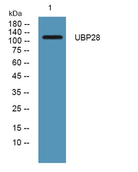 USP28 rabbit pAb Antibody