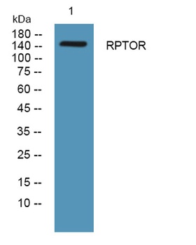 RPTOR rabbit pAb Antibody