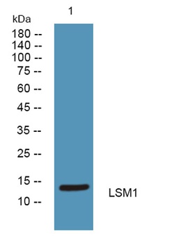 LSM1 rabbit pAb Antibody