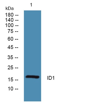 ID1 rabbit pAb Antibody