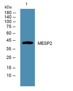 MESP2 rabbit pAb Antibody