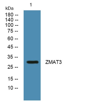 ZMAT3 rabbit pAb Antibody