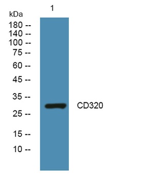 CD320 rabbit pAb Antibody