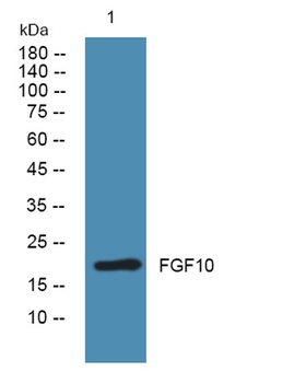 FGF10 rabbit pAb Antibody