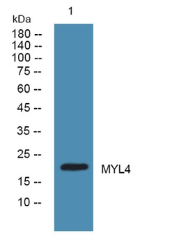 MYL4 rabbit pAb Antibody