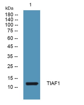 TIAF1 rabbit pAb Antibody