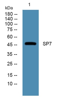 SP7 rabbit pAb Antibody
