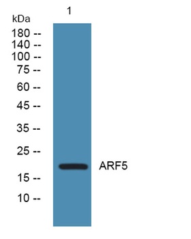 ARF5 rabbit pAb Antibody