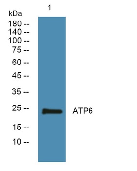ATP6 rabbit pAb Antibody
