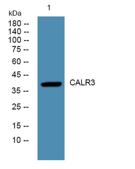 CALR3 rabbit pAb Antibody