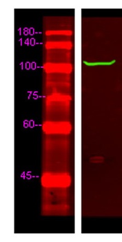 PDE2A rabbit pAb Antibody