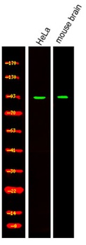 CHD8 rabbit pAb Antibody