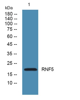 RNF5 rabbit pAb Antibody