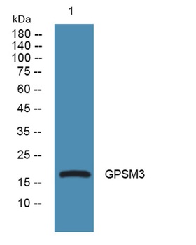 GPSM3 rabbit pAb Antibody