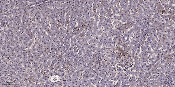 LRP2 rabbit pAb Antibody