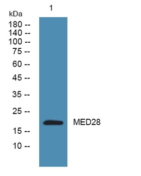 MED28 rabbit pAb Antibody