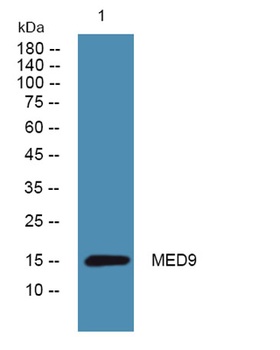 MED9 rabbit pAb Antibody