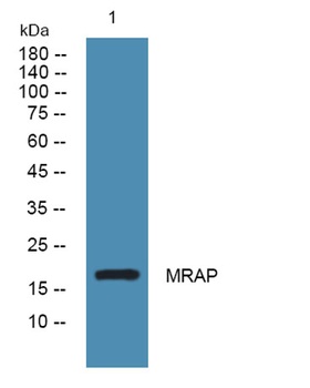 MRAP rabbit pAb Antibody