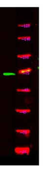 NOL4 rabbit pAb Antibody