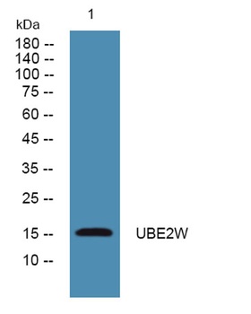 UBE2W rabbit pAb Antibody