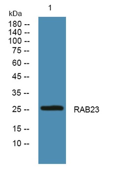 RAB23 rabbit pAb Antibody