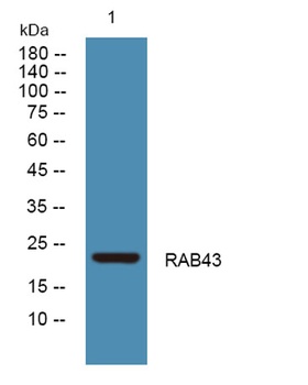 RAB43 rabbit pAb Antibody