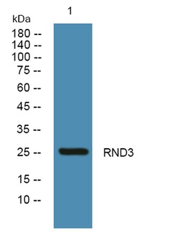 RND3 rabbit pAb Antibody