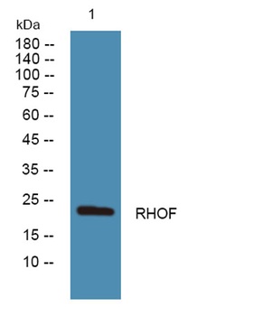 RHOF rabbit pAb Antibody