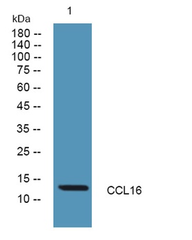 CCL16 rabbit pAb Antibody